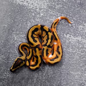 Enchi Pied 100% Het Clown