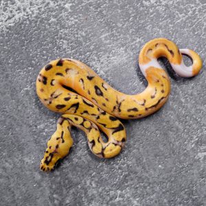 Pastel  Enchi Clown Pied