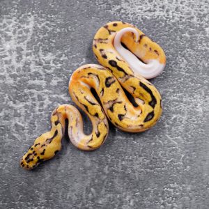 Pastel  Enchi Clown Pied