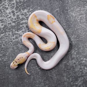Enchi Pastel Fire Clown Pied