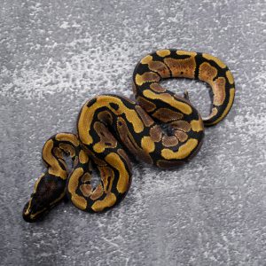 Normal 100% Het Hypo 66% Het Tri Stripe