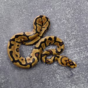 Enchi Spotnose YB Clown