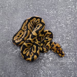 Red Stripe Spotnose Clown