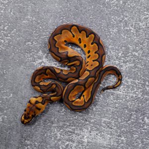Black Pastel Enchi Red Stripe YB Clown