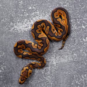 Black Pastel Enchi  Red Stripe YB Clown