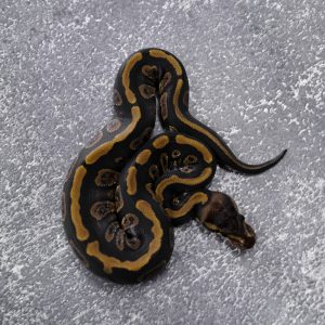 Stranger 66% Het Desert Ghost Poss YB