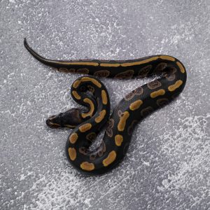 Stranger 66% Het Desert Ghost Poss YB