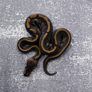 Stranger 66% Het Desert Ghost Poss YB