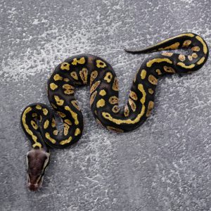 Stranger  Pastel 66% Het Desert Ghost Poss YB