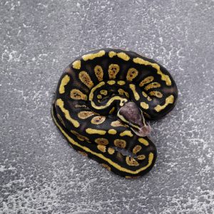 Stranger  Pastel 66% Het Desert Ghost Poss YB