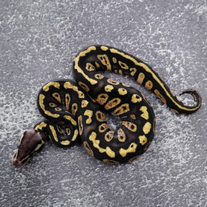Stranger  Pastel 66% Het Desert Ghost Poss YB