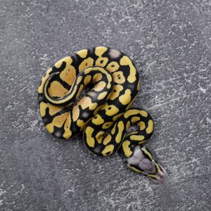 Pastel Desert Ghost