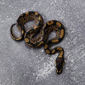 Normal 66% Het Desert Ghost