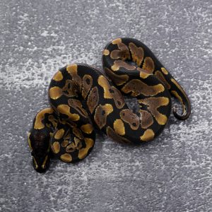 Normal 66% Het Desert Ghost