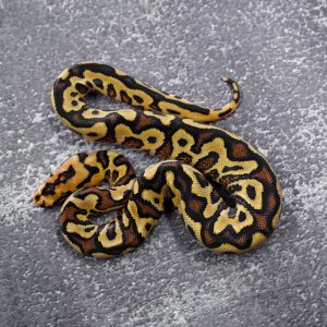 Red Stripe Spotnose YB Clown