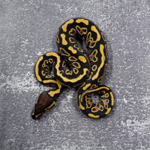 Hurricane YB 100% Het Clown Poss Red Stripe