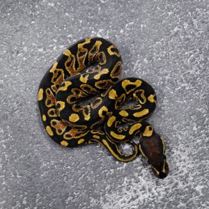 Hurricane 100% Het Clown Poss Red Stripe