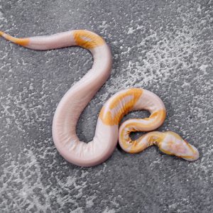 Candino / Albino Pied