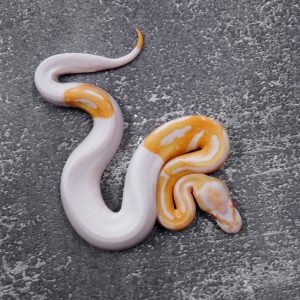 Candino / Albino Pied