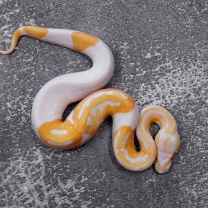 Candino / Albino Pied