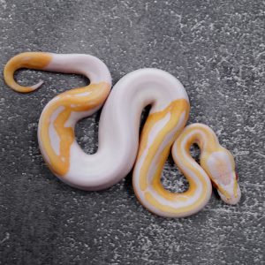 Candino / Albino Pied
