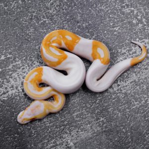 Candino / Albino Pied