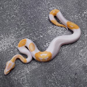 Candino / Albino Pied (Shark Mouth)
