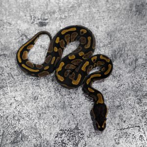 Normal 100% DH Candy Pied