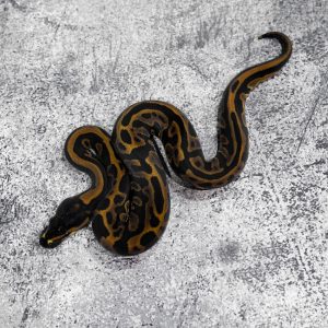 Leopard  100% DH Candy Pied