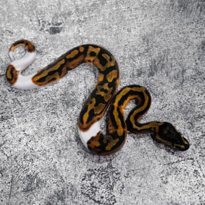 Pied 100% Het Candy Poss Leopard