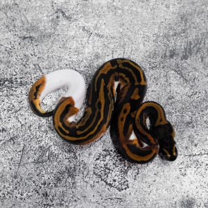 Leopard Pied 100% Het Candy