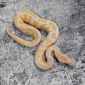 Candy 100% Het Pied