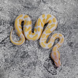Candy 100% Het Pied