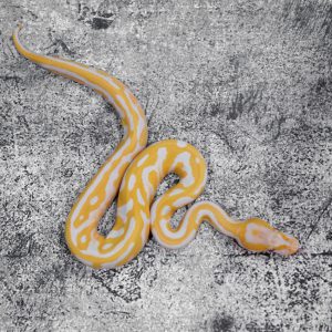 Leopard Candy 100% Het Pied