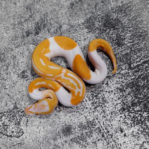 Leopard Candy Pied