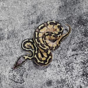 Pastel Lesser 100% Het Puzzle