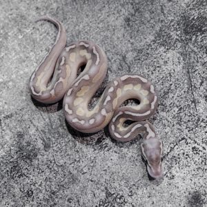 Super Pastel Lesser Cinnamon 100% Het Puzzle