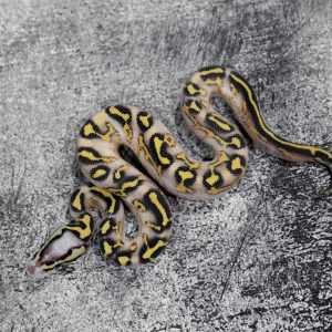 Pastel Freeway Poss OD / Enchi