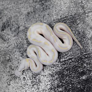 Pastel OD / Enchi Freeway