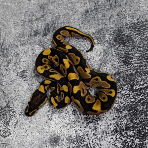 Asphalt / YB