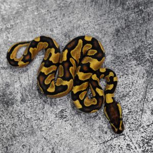 Enchi  Asphalt / YB