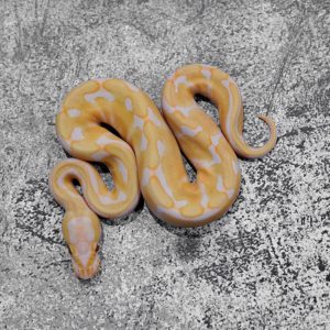 Enchi Candy