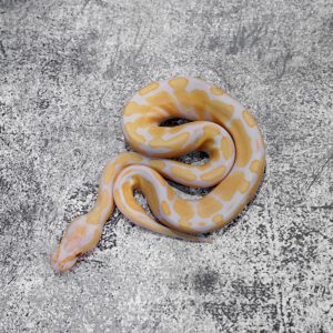 Candy Poss Enchi