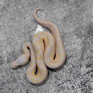 Bongo Pastel Enchi Candy