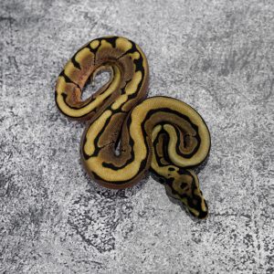 Wookie / Cinnamon Spider 66% Het Hypo