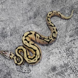 Pastel Wookie / Cinnamon Spider 66% Het Hypo (Shark Mouth)