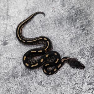 Wookie Cinnamon 66% Het Hypo Poss YB