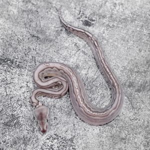 Wookie / Cinnamon Bamboo 66% Het Hypo Poss YB (Shark Mouth)
