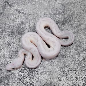 Wookie / Cinnamon Pastel Bamboo  66% Het Hypo Poss YB