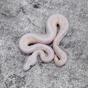 Wookie / Cinnamon Pastel Bamboo  66% Het Hypo Poss YB